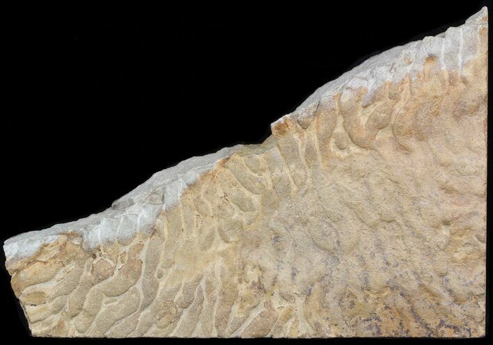 Pennsylvanian, Fossil Microbial Mat - Oklahoma #41116